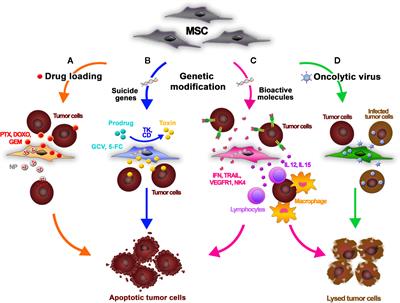 Arming Mesenchymal Stromal/Stem Cells Against Cancer: Has the Time Come?